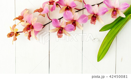 Purple orchid flower on a white wooden table. 42450081