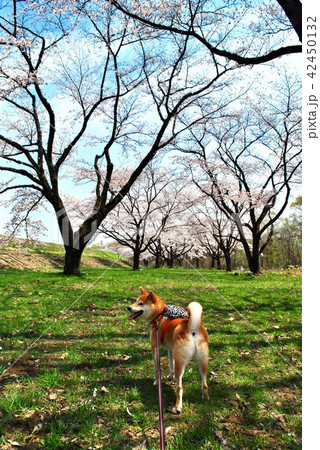 柴犬と桜 柴犬と桜 42450132