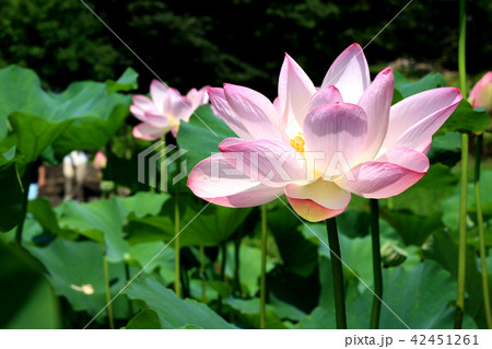 鹿央古代の森 古代ハス園のハスの花の写真素材