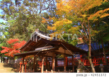 奈良公園（奈良市）手向山八幡宮の紅葉 42451372