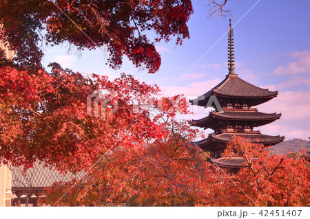 奈良公園(奈良市)興福寺 五重塔付近の紅葉 奈良公園(奈良市)興福寺 五重塔付近の紅葉 42451407