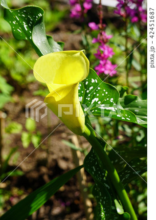 鮮やかな黄色が美しいカラー 42451687