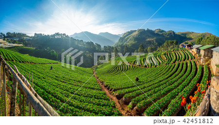 beautiful rows of strawberry plant 42451812
