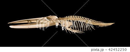 Real whale skeleton isolated on black background Real whale skeleton isolated on black background 42452250