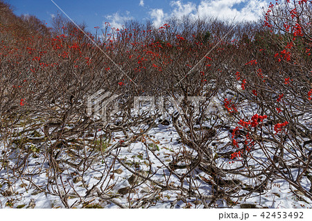 八方尾根・冠雪した扇雪渓のナナカマド 42453492