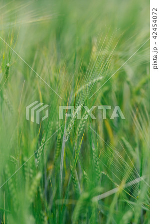 field with green crops landscape summer field with green crops landscape summer 42454072