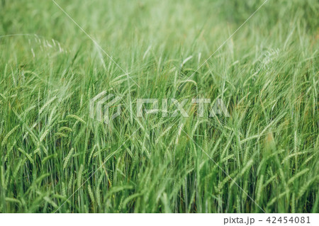 field with green crops landscape summer 42454081