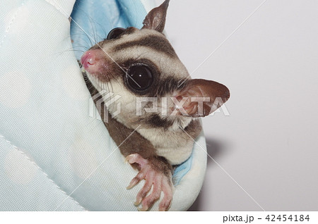 愛らしいフクロモモンガ 42454184