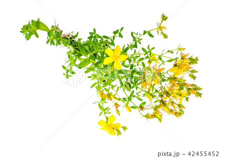 St. John's wort (Hypericum perforatum)on white background 42455452