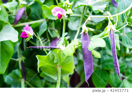 Purple pods of garden peas 42455771