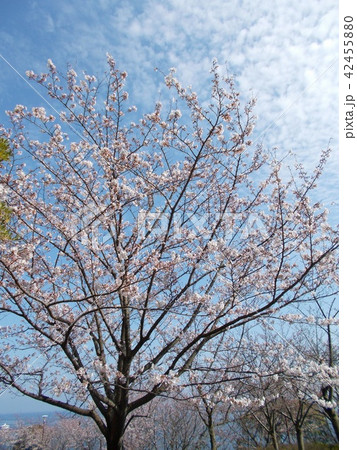 桜の木 42455880
