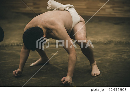 Sumo wrestling Sumo wrestling 42455903