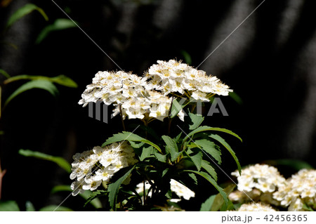 三鷹中原に咲くコデマリ 42456365