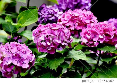 三鷹中原に咲くアジサイ 42456367