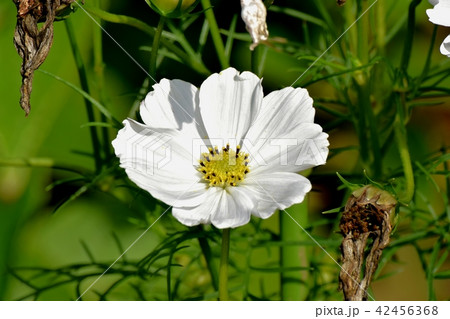 三鷹中原に咲くコスモス 42456368