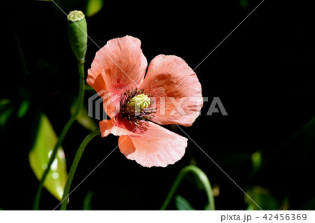 三鷹中原に咲くヒナゲシ 42456369