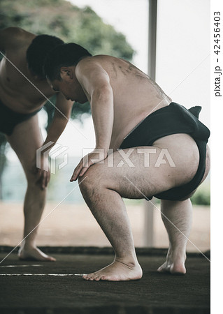 Sumo wrestling 42456403