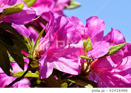 三鷹中原に咲くヒラドツツジ(オオムラサキツツジ) 三鷹中原に咲くヒラドツツジ(オオムラサキツツジ) 42456466