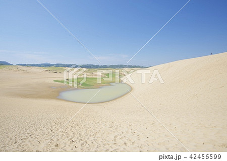 夏の鳥取砂丘とオアシスの写真素材