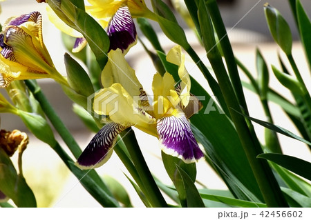 三鷹中原に咲く黄色と紫複色のアヤメ 42456602