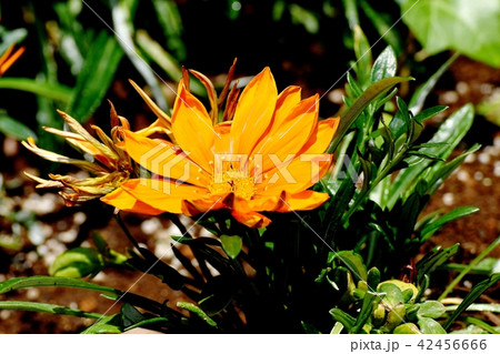 三鷹中原に咲くガザニア 三鷹中原に咲くガザニア 42456666