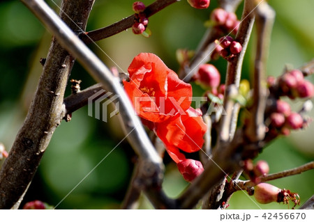 三鷹中原に咲くボケの花 三鷹中原に咲くボケの花 42456670