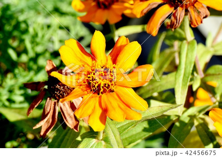 三鷹中原に咲くオレンジ色のコレオプシス 42456675