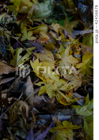 紅葉 42456676