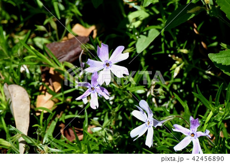 三鷹中原に咲く薄紫色のシバザクラ 42456890