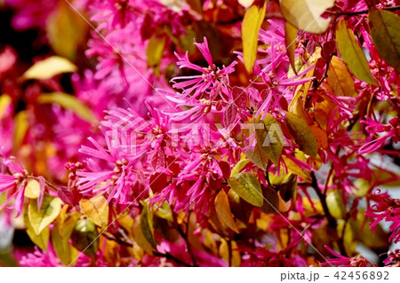 三鷹仙川遊歩道に咲くベニバナトキワマンサク 42456892