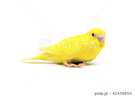 セキセイインコ 42456954
