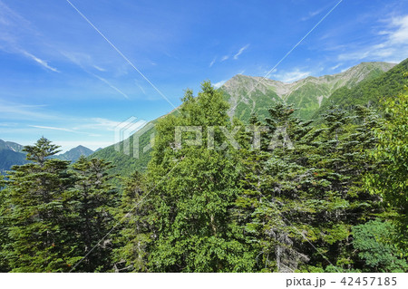 針葉樹林と赤石岳 42457185
