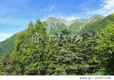 樹林越しの赤石岳と小赤石岳 42457186