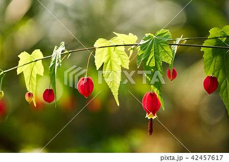 アブチルロン 春の花 万 42457617