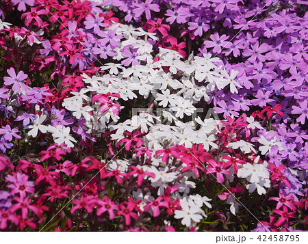 ひがしもこと芝桜公園 ひがしもこと芝桜公園 42458795