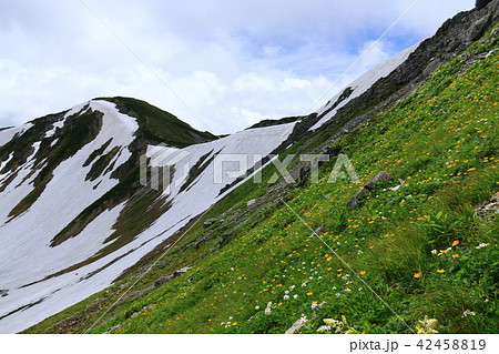 北アルプス三俣蓮華岳　山頂直下のお花畑　シナノキンバイ、ハクサンイチゲ 42458819