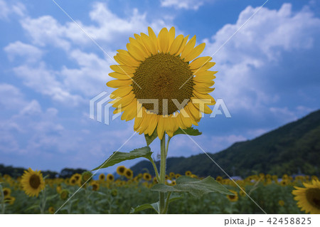 ひまわり 42458825