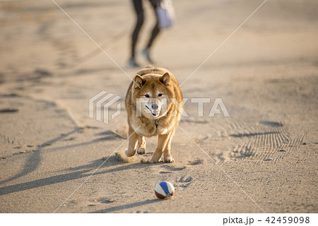 夕焼けの砂浜でボール遊びをするかわいい柴犬 42459098