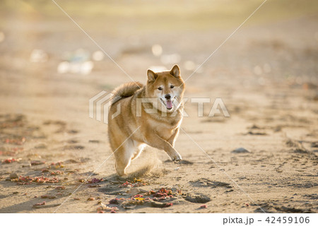 夕焼けの砂浜を走るかわいい柴犬 夕焼けの砂浜を走るかわいい柴犬 42459106