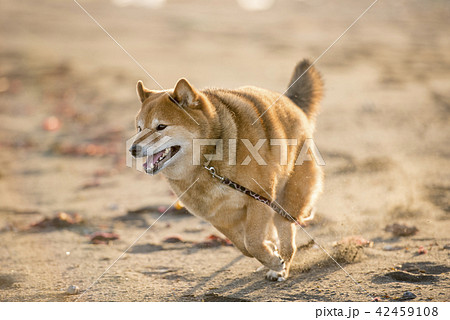 夕焼けの砂浜を走るかわいい柴犬の写真素材