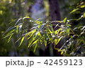 春 日差し 竹 42459123