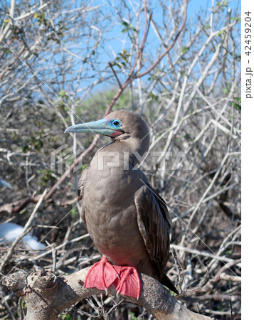 アカアシカツオドリ 42459204