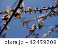 ミツバチ 梅 春 42459209