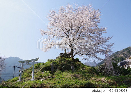 天神丸の桜 42459343