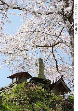 天神丸の桜 天神丸の桜 42459345