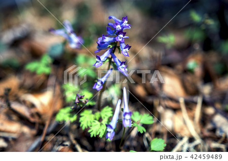 春 葉 木の葉 42459489