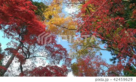 紅葉 紅葉 42459629