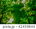 緑 緑色 木 42459644