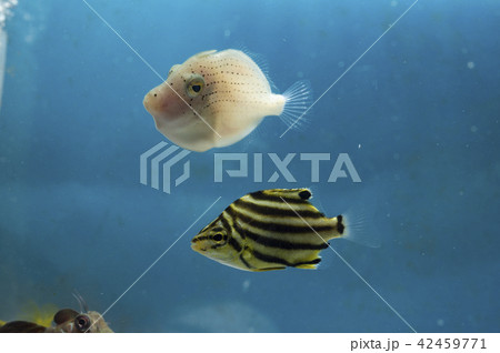 アオサギとカゴカキダイ幼魚 アオサギとカゴカキダイ幼魚 42459771