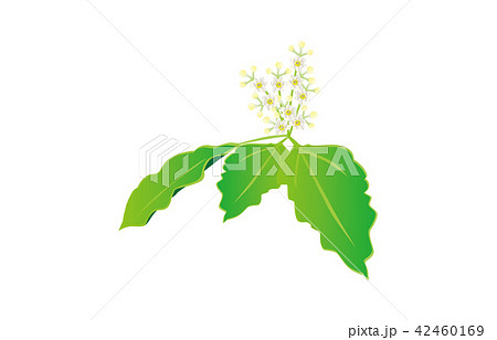 都道府県の花佐賀クスノハナ 42460169